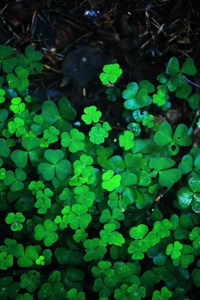 Bakgrund Från Växt Klöver Fyra Blad Irländsk Traditionell Symbol Patrick — Stockfoto