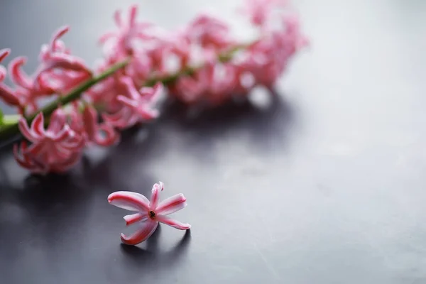 Crocus Çoğul Krokus Göz Familyasından Çiçekli Bir Bitki Cinsidir Tek — Stok fotoğraf