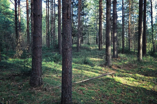 Jasna Wiosenna Zieleń Świcie Lesie Natura Ożywa Wczesną Wiosną — Zdjęcie stockowe