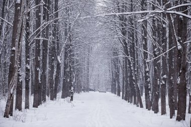 Kış orman manzarası. Kar altında uzun ağaçlar. Ocak ayının soğuk günü parkta.