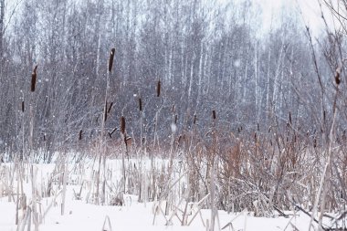 Kış orman manzarası. Kar altında uzun ağaçlar. Ocak ayının soğuk günü parkta.