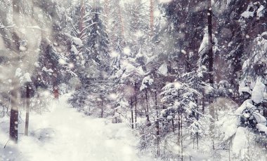 Kış orman manzarası. Kar altında uzun ağaçlar. Ocak ayının soğuk günü parkta.