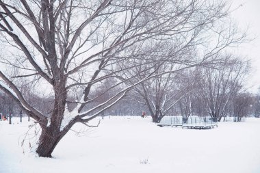 Kış orman manzarası. Kar altında uzun ağaçlar. Ocak ayının soğuk günü parkta.