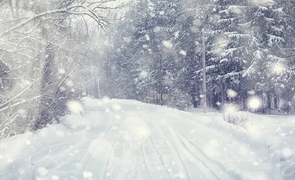 Paisagem Florestal Inverno Árvores Altas Sob Cobertura Neve Janeiro Dia — Fotografia de Stock