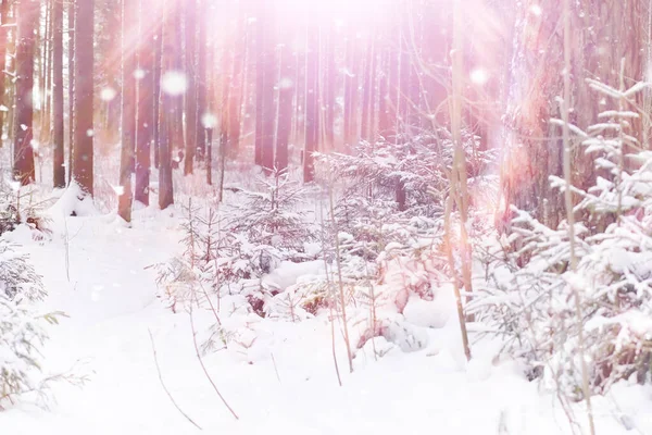 Paisaje Forestal Invernal Árboles Altos Bajo Cubierta Nieve Enero Día —  Fotos de Stock