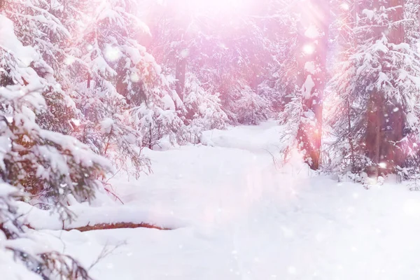 Paysage Forestier Hivernal Grands Arbres Sous Neige Janvier Journée Givré — Photo