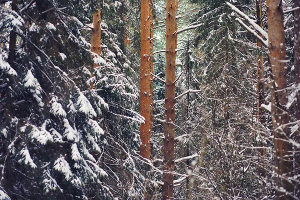 Winterlandschap Sprookjesachtige Schoonheid Besneeuwde Straten Sneeuwval Koeling Toeristische Gebieden — Stockfoto