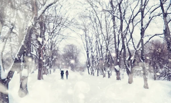 Paesaggio Forestale Invernale Alberi Alti Sotto Manto Neve Gennaio Giornata — Foto Stock