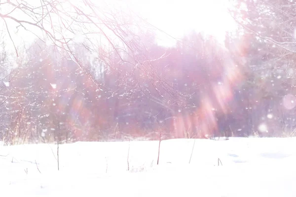 Winterliche Waldlandschaft Hohe Bäume Unter Einer Schneedecke Frosttag Januar Park — Stockfoto