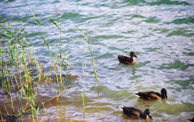 Su yüzeyi. Suyun dokusunu. Göldeki dalgalar rüzgarlı hava.