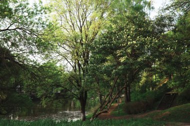 Bahar doğası. Güneşli bir bahar sabahı yeşillik ağaçları ve çimenler. Orman manzarası.