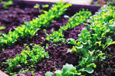 Sebze bahçesinde tohum filizleri. Seradaki yeşillik. İlkbaharda taze otlar, yataklarda..