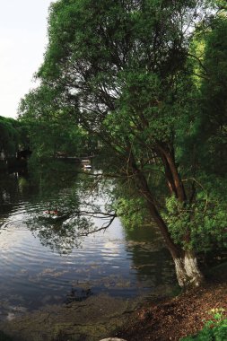 Bahar doğası. Güneşli bir bahar sabahı yeşillik ağaçları ve çimenler. Orman manzarası.