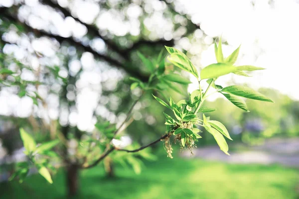 Frühling Natur Hintergrund Grüne Bäume Und Gräser Einem Sonnigen Frühlingsmorgen — Stockfoto