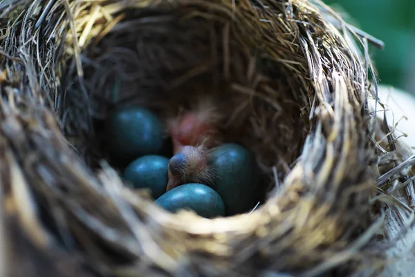 Vogelnest Mit Nachwuchs Frühsommer Eier Und Küken Eines Kleinen Vogels — Stockfoto