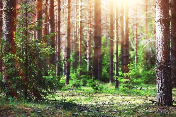Пихтовые Ветви Конусами Пенери Деревья Лесу Блеск Солнца — стоковое фото