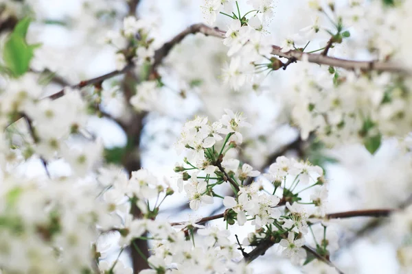 Weiße Blüten Auf Grünem Strauch Frühlingskirschapfelblüte Die Weiße Rose Blüht — Stockfoto