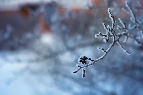 Paisagem Inverno Ruas Cobertas Neve Beleza Conto Fadas Queda Neve — Fotografia de Stock