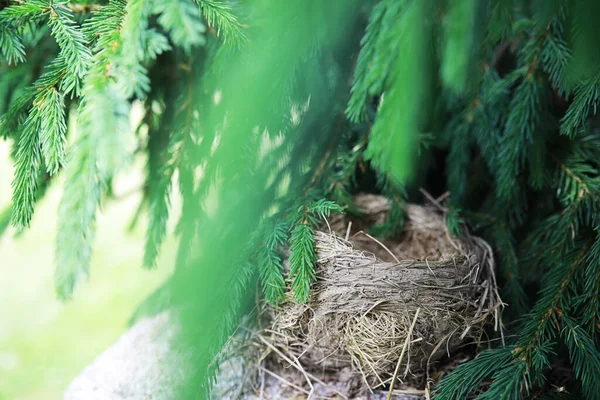 Vogelnest Met Nakomelingen Vroege Zomer Eieren Kuikens Van Een Kleine — Stockfoto