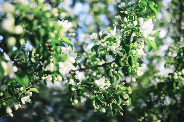 Weiße Blüten Auf Grünem Strauch Frühlingskirschapfelblüte Die Weiße Rose Blüht — Stockfoto