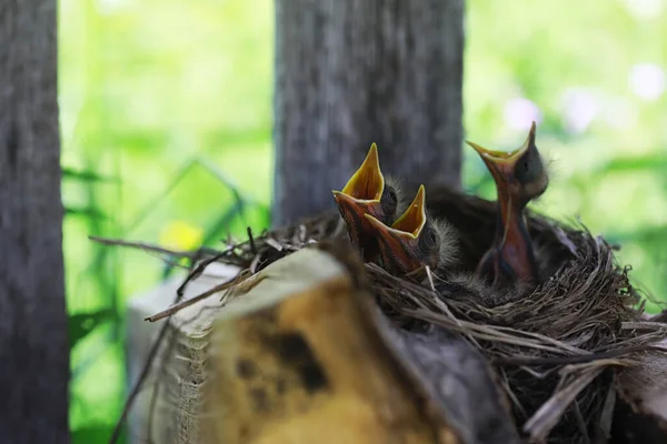 Cuibul Păsărilor Puii Începutul Verii Ouă Pui Pasăre Mică Starling — Fotografie, imagine de stoc
