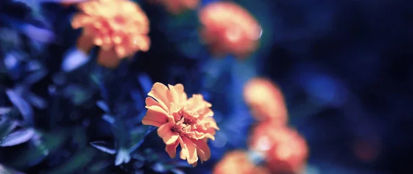 Pflanzen Und Blumen Makro Detail Blütenblätter Und Blätter Bei Sonnenuntergang — Stockfoto