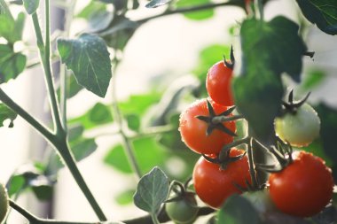 Ekolojik taze çiftlik kiraz domatesleri ahşap arka planda.