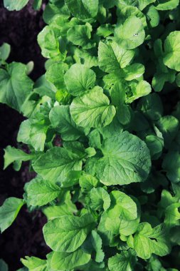 Sebze bahçesinde tohum filizleri. Seradaki yeşillik. İlkbaharda taze otlar, yataklarda..