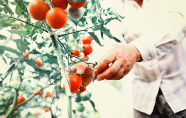 Ekolojik taze çiftlik kiraz domatesleri ahşap arka planda.