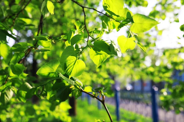 Våren Natur Bakgrund Gröna Träd Och Gräs Solig Vårmorgon Skogslandskap — Stockfoto