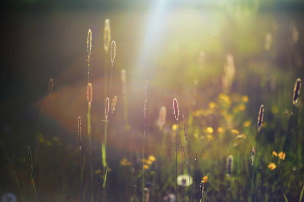 Plants and flowers macro. Detail petals and leaves at sunset. Natural nature background.