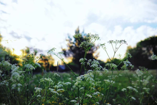 Pflanzen Und Blumen Makro Detail Blütenblätter Und Blätter Bei Sonnenuntergang — Stockfoto