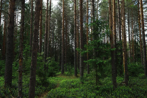 Tannenzweige Mit Zapfen Pinery Bäume Wald Blendung Der Sonne — Stockfoto