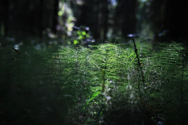 Voorjaar Natuur Achtergrond Groene Bomen Grassen Een Zonnige Lenteochtend Boslandschap — Stockfoto