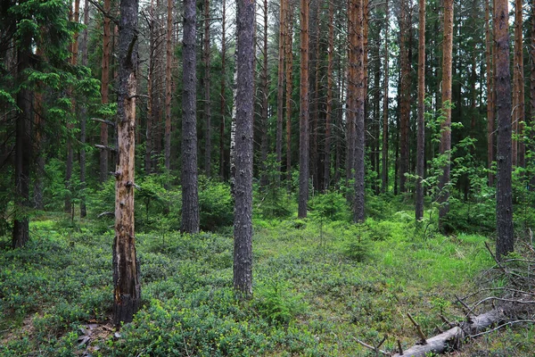 Tannenzweige Mit Zapfen Pinery Bäume Wald Blendung Der Sonne — Stockfoto