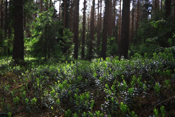 Tannenzweige Mit Zapfen Pinery Bäume Wald Blendung Der Sonne — Stockfoto