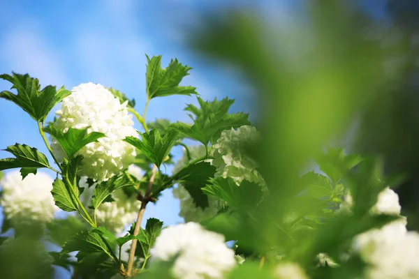 Białe Kwiaty Zielonym Krzewie Wiosenny Kwiat Jabłoni Biała Róża Kwitnie — Zdjęcie stockowe