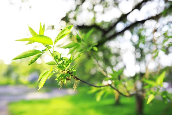 Fondo Naturaleza Primavera Árboles Verdes Hierbas Una Soleada Mañana Primavera — Foto de Stock