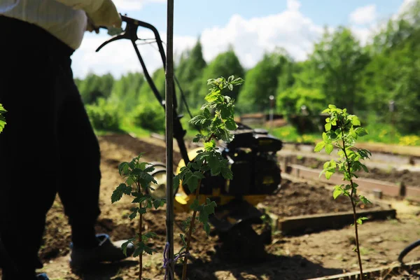 Çiftçi Bir Bahçe Kazıyor Elinde Hasatçı Olan Bir Adam Bahçeyi — Stok fotoğraf