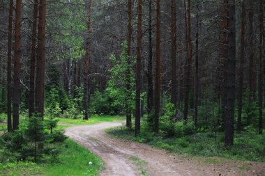 Kozalaklı fidan dalları. Pinery 'de. Ormandaki ağaçlar. Güneşin parlaklığı.