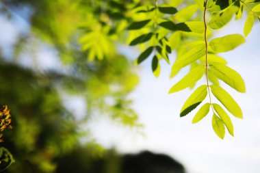 Bahar doğası. Güneşli bir bahar sabahı yeşillik ağaçları ve çimenler. Orman manzarası.
