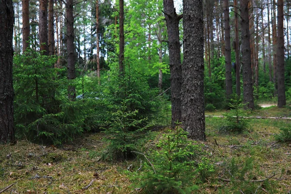 Branches Sapin Avec Cônes Pinery Des Arbres Dans Forêt Éblouissement — Photo