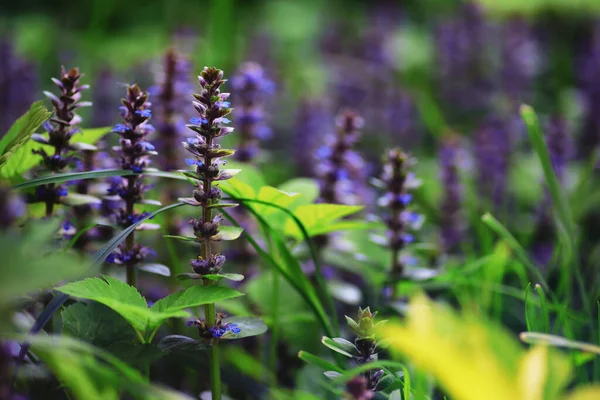 植物や花のマクロ 日没時に詳細な花弁と葉 自然背景 — ストック写真