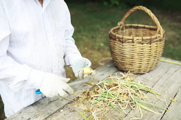 Panen Bawang Seorang Petani Lansia Menyiapkan Tempat Penyimpanan Sayuran — Stok Foto