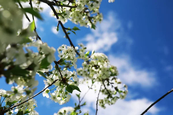 Flores Blancas Arbusto Verde Primavera Flor Manzana Cerezo Rosa Blanca — Foto de Stock