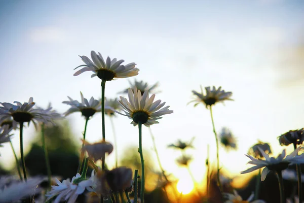 Φυτά Και Λουλούδια Μακροεντολή Λεπτομέρεια Πέταλα Και Φύλλα Στο Ηλιοβασίλεμα — Φωτογραφία Αρχείου