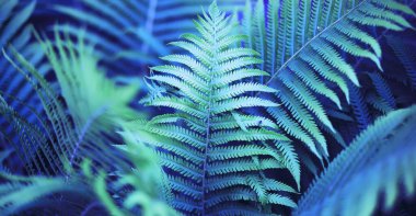 Bitkiler ve çiçekler makro. Yaprakları ve yaprakları gün batımında ayırın. Doğal doğa geçmişi.