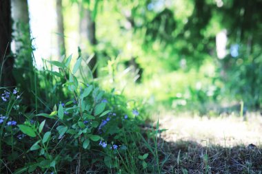 Bahar doğası. Güneşli bir bahar sabahı yeşillik ağaçları ve çimenler. Orman manzarası.