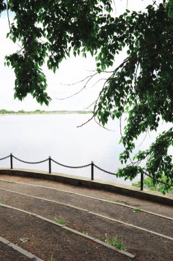 Bahar doğası. Güneşli bir bahar sabahı yeşillik ağaçları ve çimenler. Orman manzarası.
