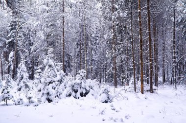 Kış karlı, buz gibi bir manzara. Orman karla kaplı. Parkta buz ve sis.